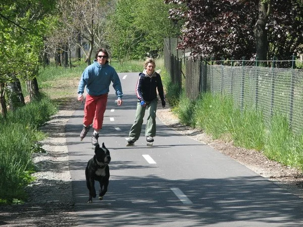 Dvojice bruslařů na in-line bruslích se psem na cyklostezce