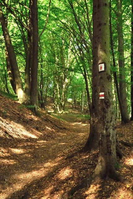 Turistická stezka lesem se značením na kmeni stromu
