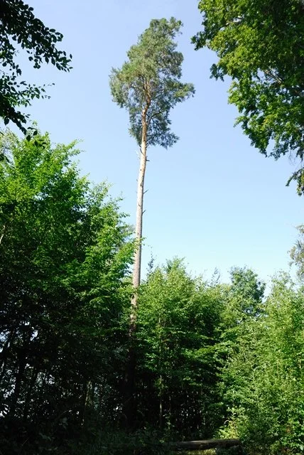 Vysoký jehličnatý strom tyčící se nad okolním lesem