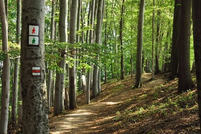 Lesní cesta bučinou se dvěma turistickými značeními na stromě