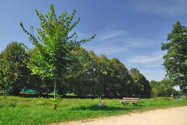 Lavička u cesty lesoparkem, v pozadí stromy a řeka