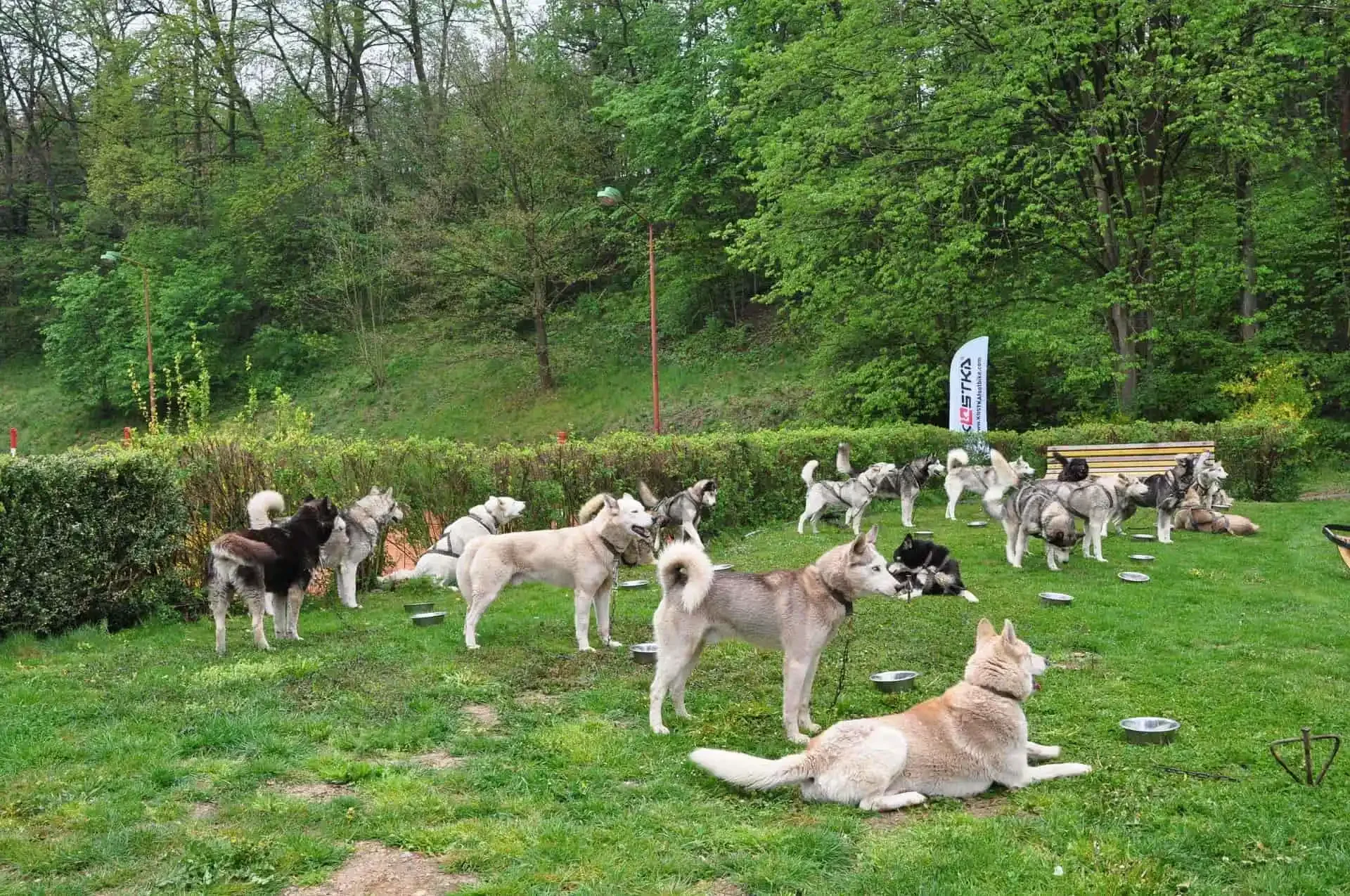 Smečka sibiřských huskyů uvázaných na řetězech na trávníku u živého plotu, před psy stojí kovové misky na vodu.