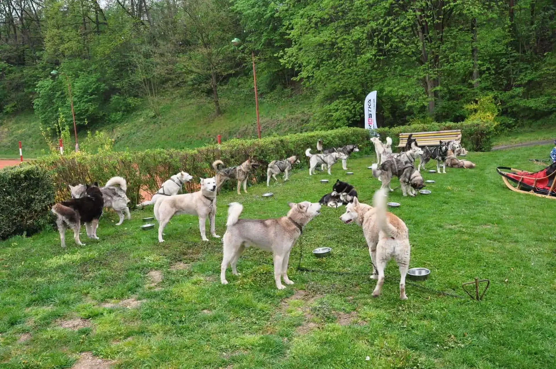 Odpočívající psí spřežení sibiřských huskyů na trávě, v pozadí lavička a reklamní vlajka.