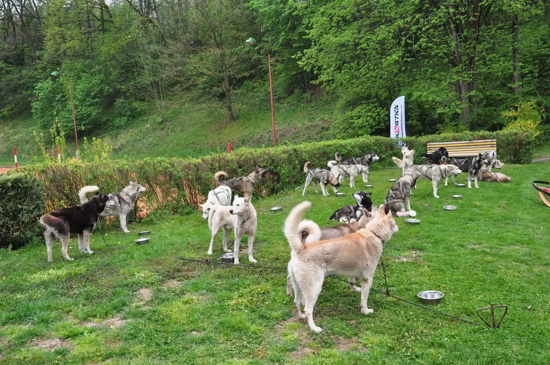 Dva huskyové na řetězu si vrčením vymezují prostor u keře, v popředí další pes s naježenou srstí.