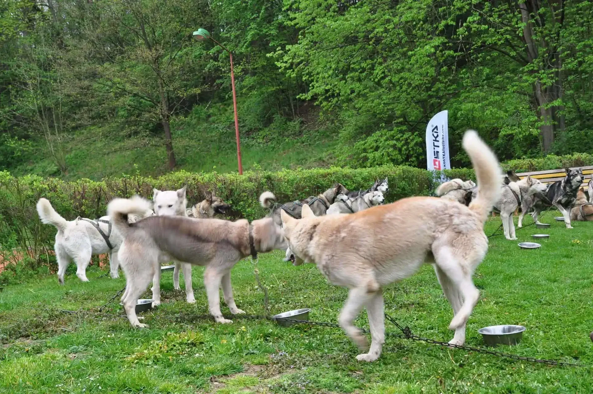 Detailní záběr huskyho se světle modrýma očima dívajícího se do objektivu, na řetězu u misky s vodou.