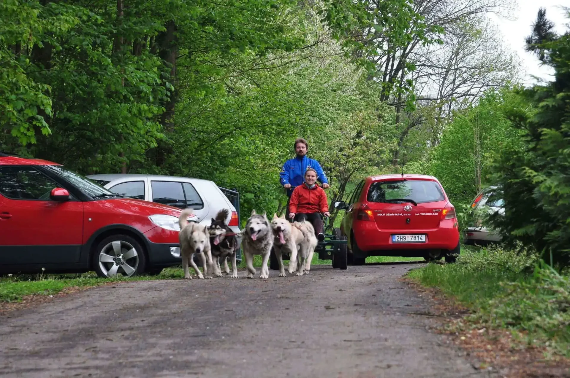 Psí spřežení běžící po lesní cestě táhne vozík s dětmi a dospělým doprovodem, kolem zaparkovaná auta.