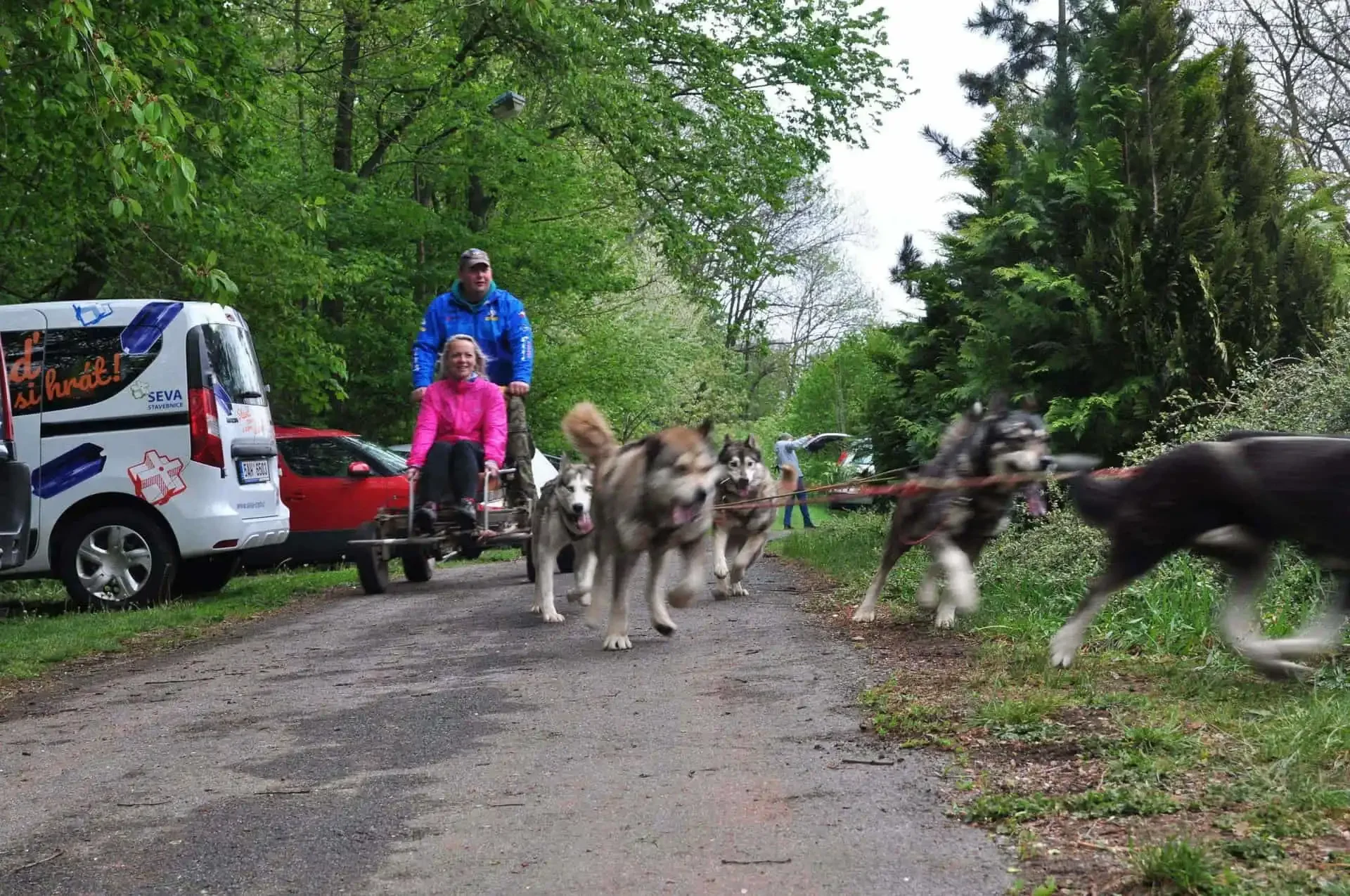 Spřežení sibiřských huskyů táhne dvoukolý vozík se dvěma lidmi po asfaltové cestě mezi stromy, v pozadí zaparkované dodávky
