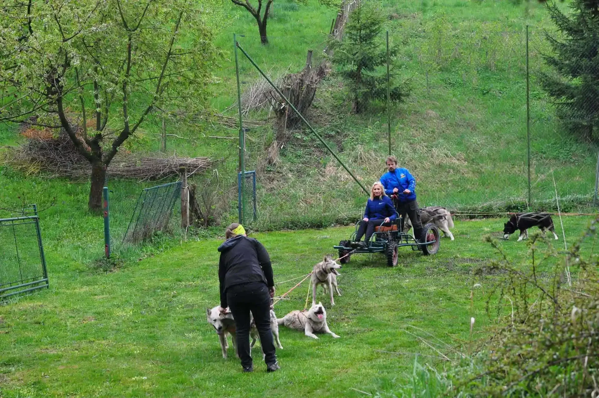 Pohled shora na zapraženou i volně odpočívající smečku huskyů na trávníku se zapraženým vozíkem a dvěma lidmi na zahradě se sítěmi a stromy