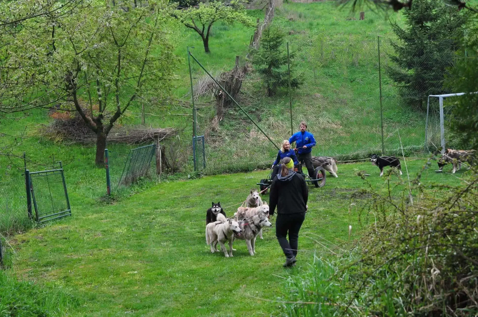 Pohled shora na skupinu huskyů běžících po trávě k vozíku se dvěma lidmi, v pozadí kopcovitá zahrada s ovocnými stromy a fotbalová branka