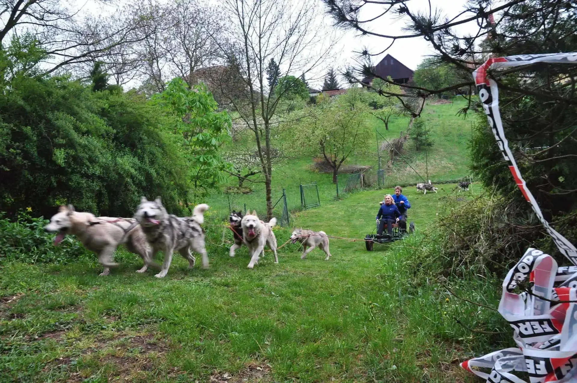 Šest huskyů táhne vozík se dvěma lidmi po zatravněné ploché ploše zahrady, v pozadí domy a stodola