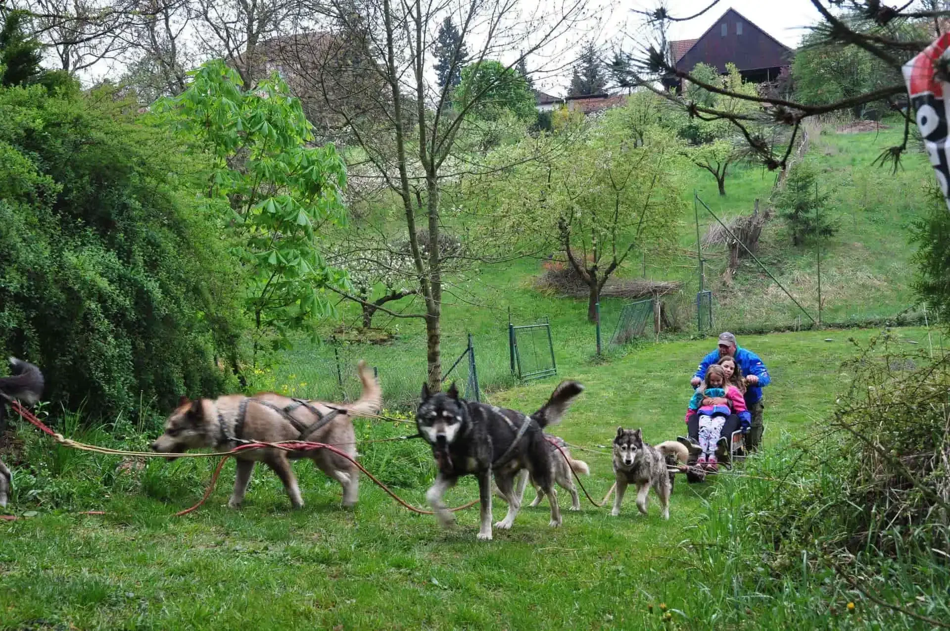Spřežení huskyů táhne malý vozík s mužem a dvěma dětmi po trávníku zahrady, v pozadí ploty a zahradní domky