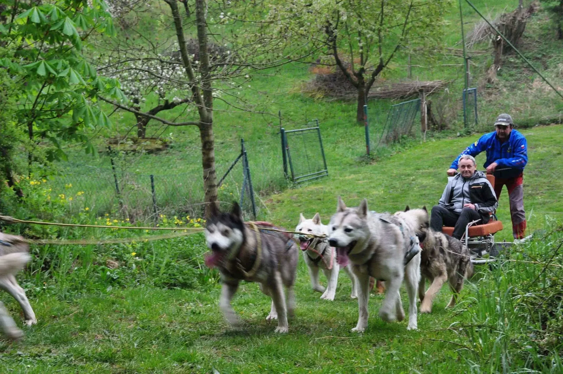 Čtveřice huskyů táhne vozík s mužem a druhým mužem stojícím vzadu po zatravněné zahradě mezi ovocnými stromy