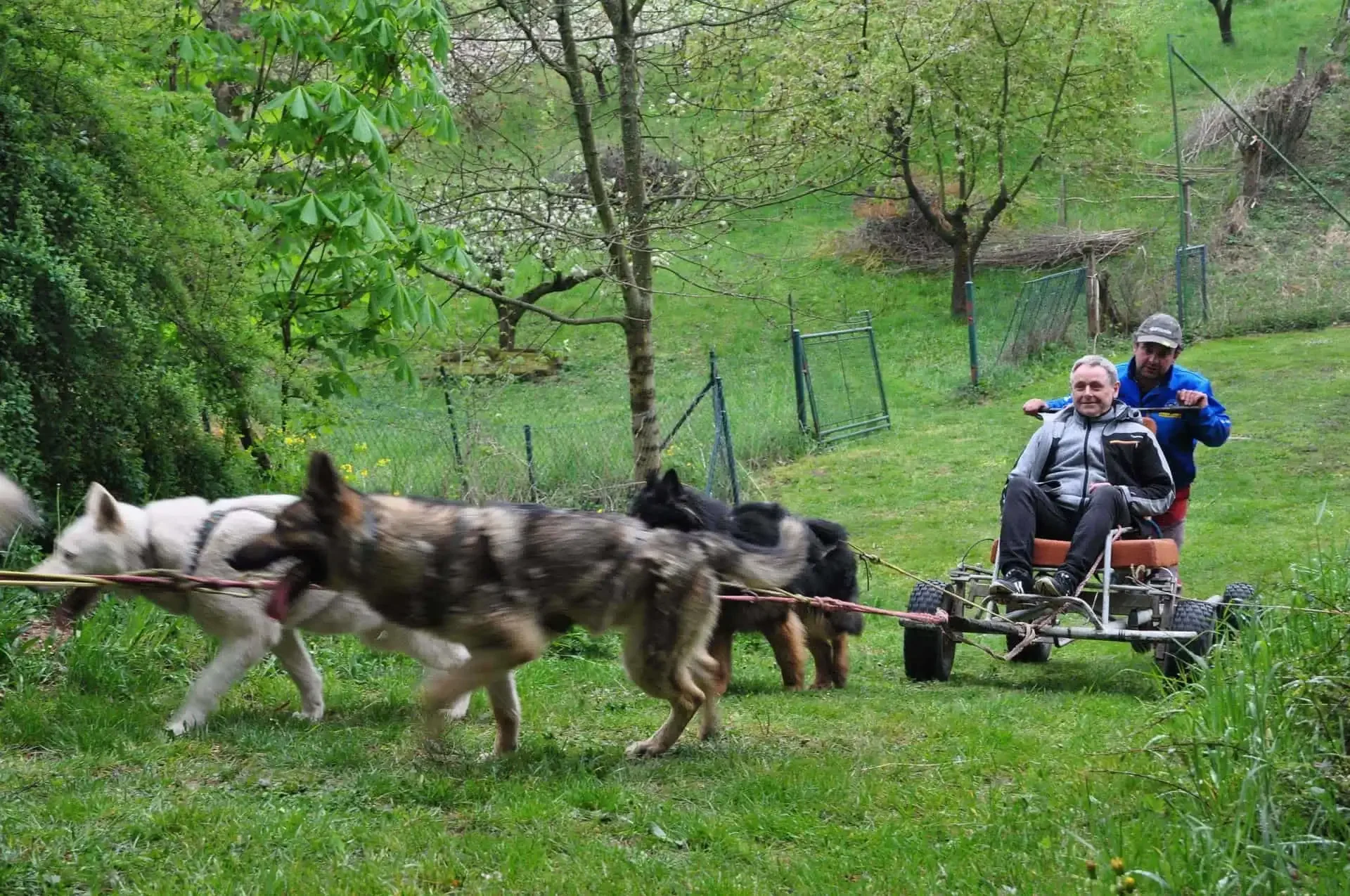 Německý ovčák a další psi táhnou lehký vozík s usmívajícím se mužem po trávě, druhý muž stojí na vozíku a řídí