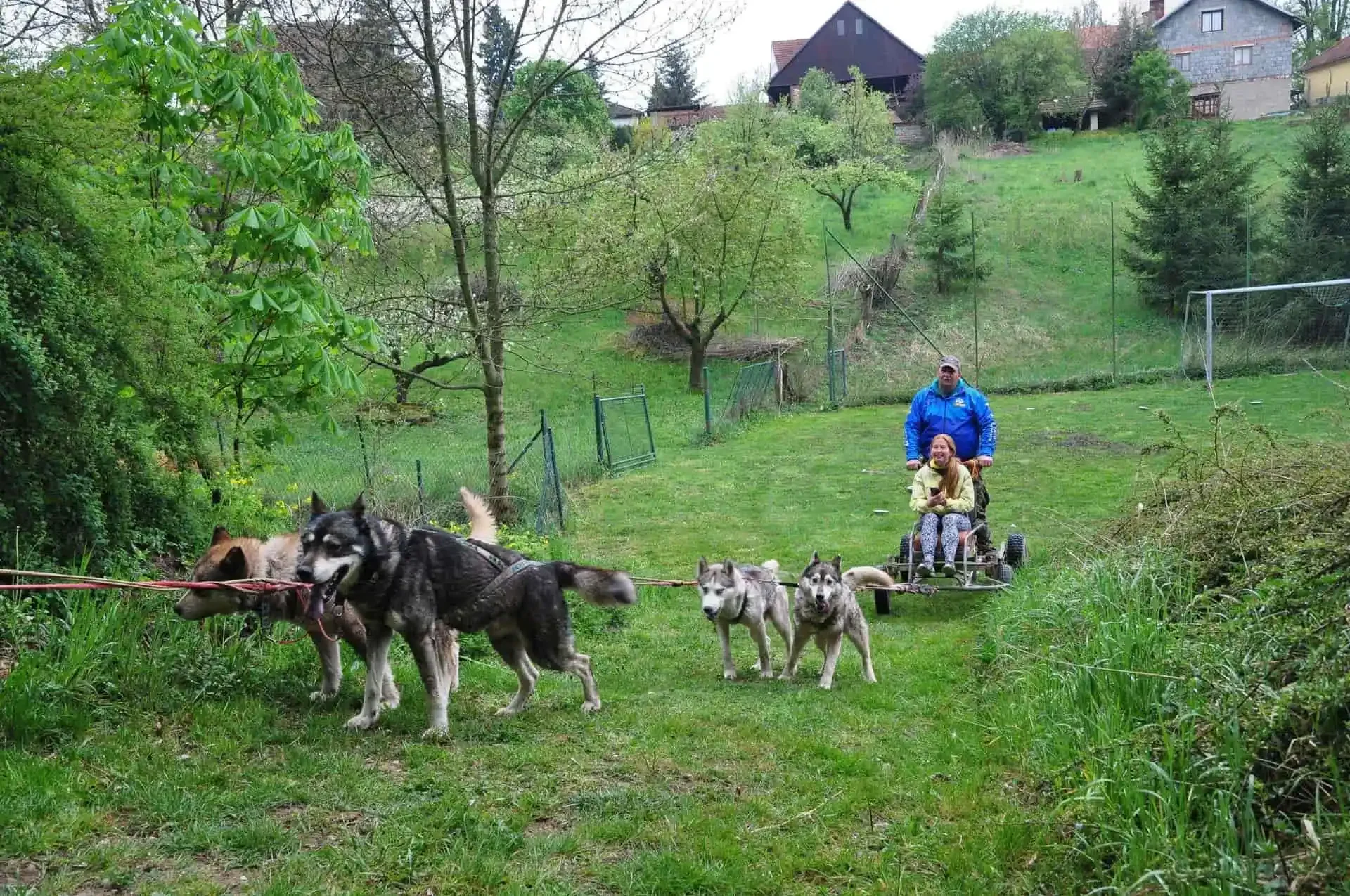 Spřežení pěti sibiřských huskyů táhne malý vozík, na kterém jede dívka v žluté bundě a muž ji drží kolem ramen, v pozadí zahrada, ovocné stromy a domy.