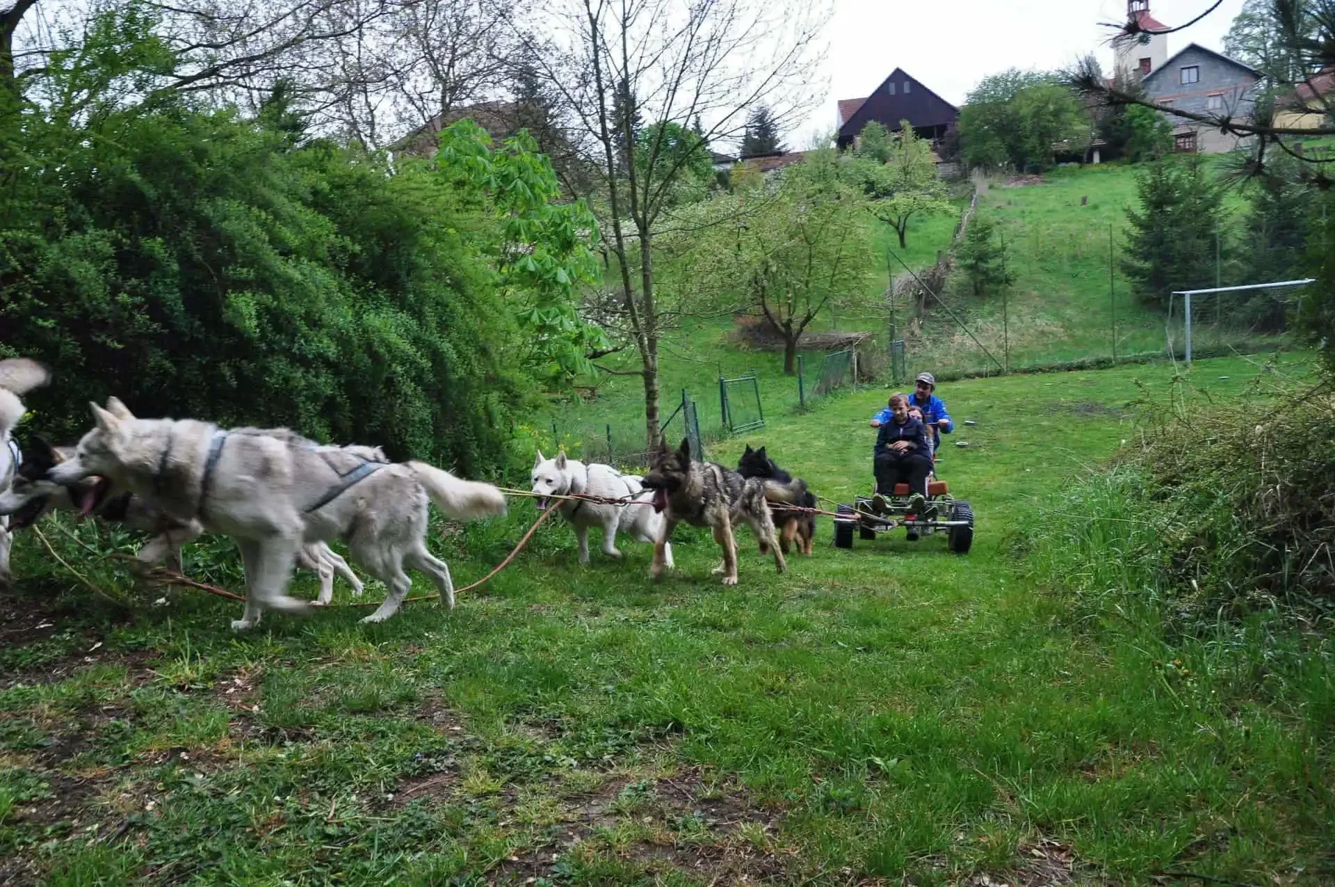 Smíšené spřežení psů táhne vozík se dvěma chlapci a mužem po trávníku, v pozadí fotbalová branka a zahrady na svahu.