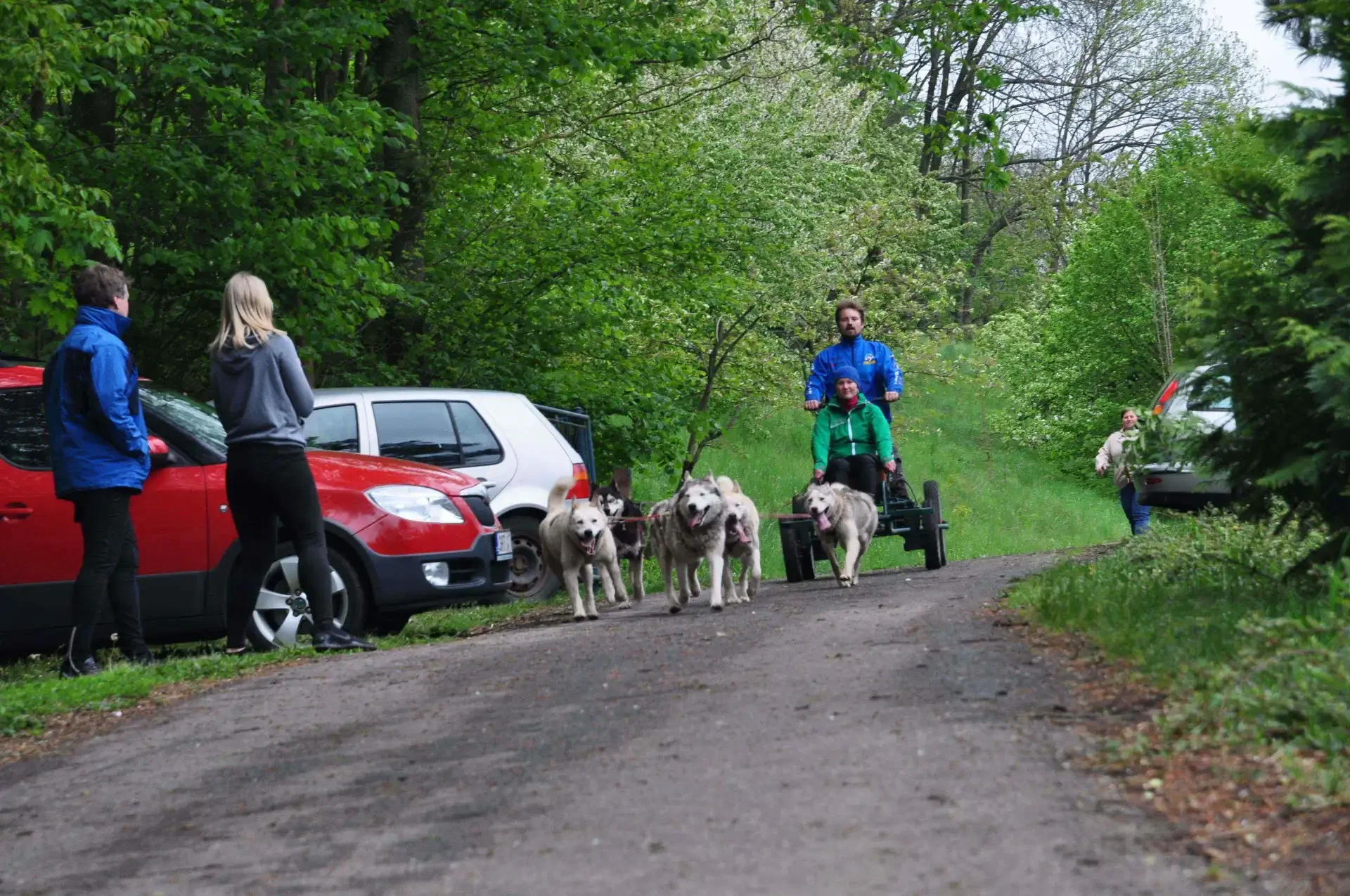 Spřežení huskyů táhne vozík po asfaltové cestě mezi zaparkovanými auty, kolem stojí a dívají se dva lidé, v pozadí les.