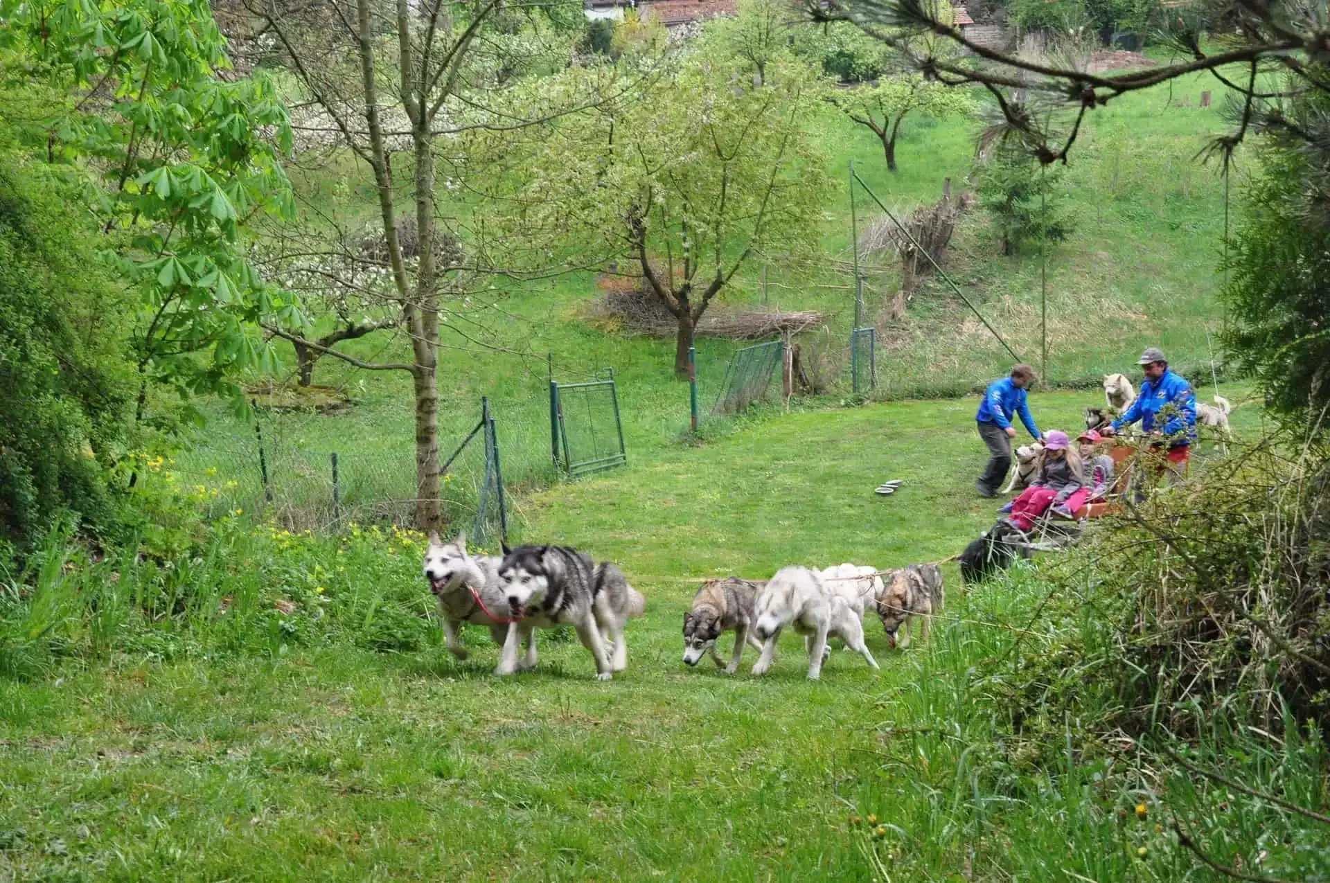 Spřežení huskyů táhne vozík se dvěma dětmi v růžovém oblečení, muž v modré bundě vpravo vodí další psy na zahradě u plotu.