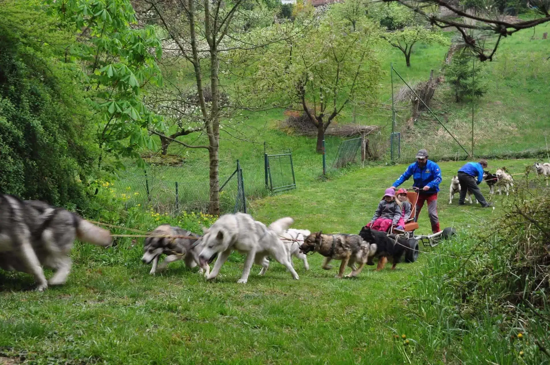 Spřežení huskyů táhne vozík se dvěma dětmi po zahradě, muži v modrých bundách doprovázejí smečku podél plotu.