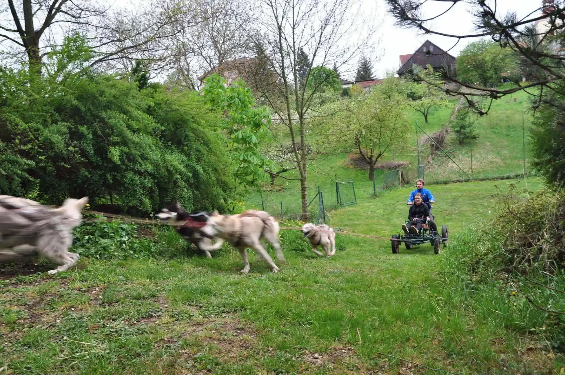Tři huskyové v běhu táhnou menší vozík s mužem a ženou, v pozadí domy na kopci.