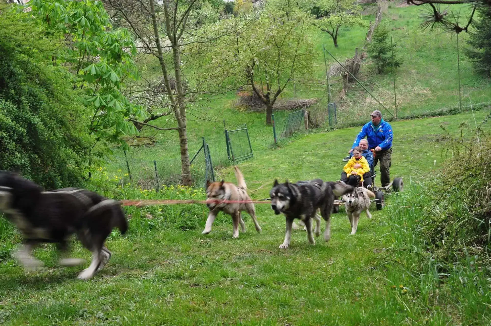 Spřežení huskyů táhne vozík s dítětem v žluté bundě a dvěma dospělými po zahradě u branky s plotem.