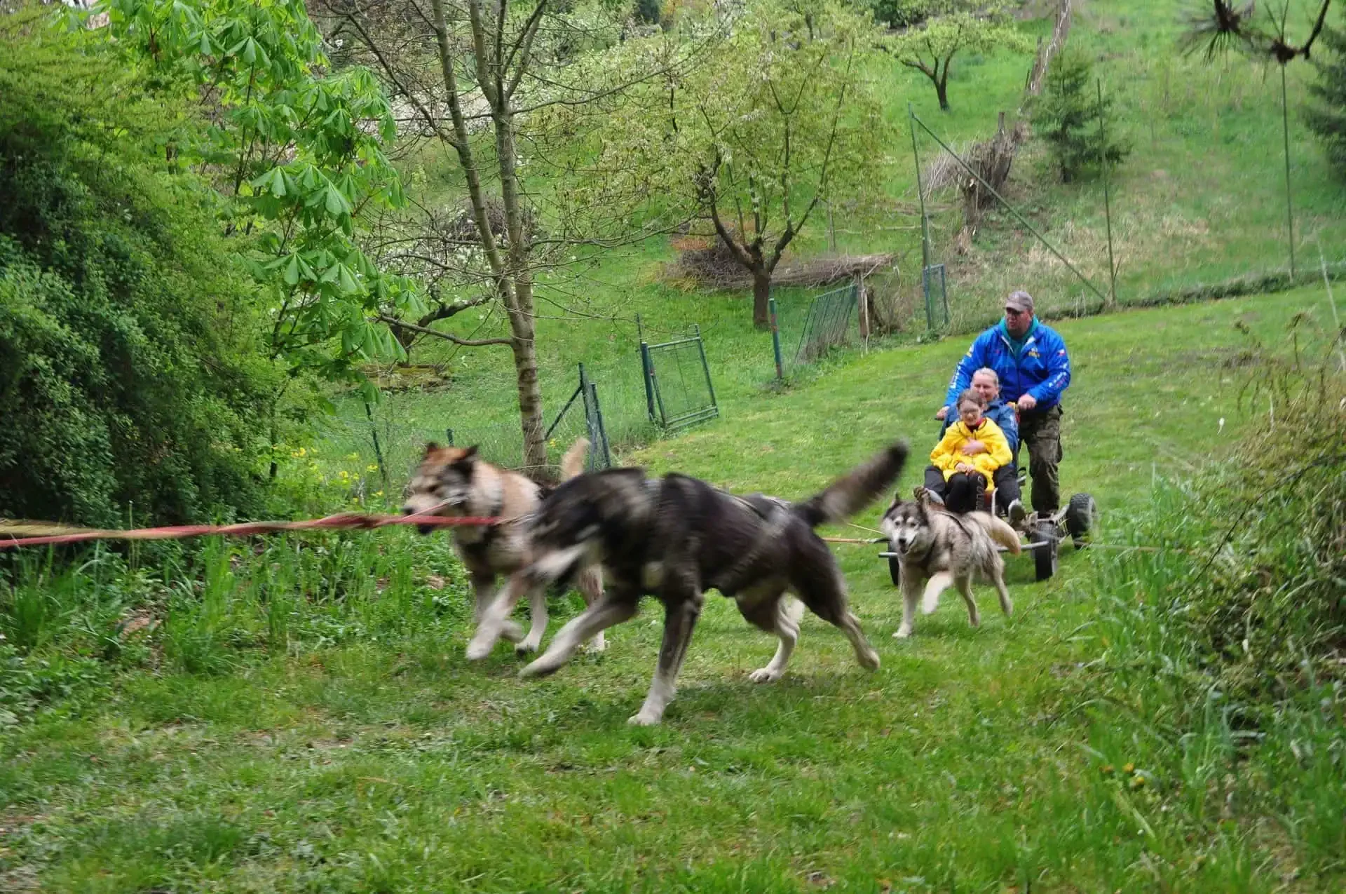 Spřežení huskyů v běhu táhne vozík s dítětem v žluté bundě a dvěma dospělými po louce.