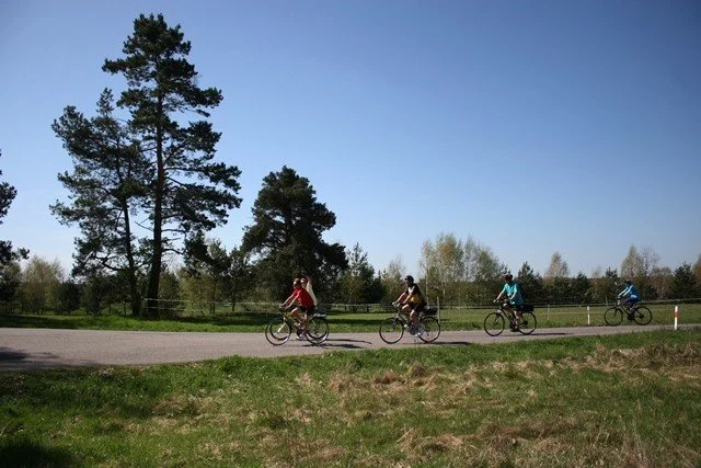 Cyklisté jedou po asfaltové cestě podél louky se vzrostlými borovicemi